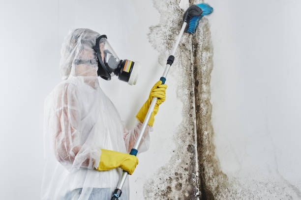Best HVAC Mold Remediation in Carbondale, KS