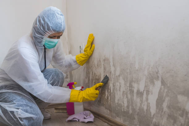 Best Mold Testing and Inspection Services in Carbondale, KS