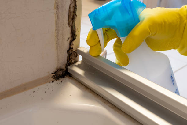 Best Mold Remediation for Specific Building Types in Carbondale, KS