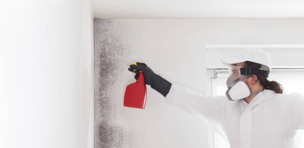 Best Preventive Mold Services in Carbondale, KS