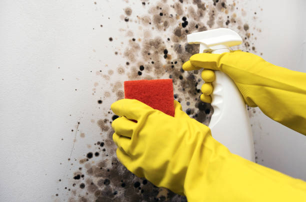 Best Bathroom Mold Remediation in Carbondale, KS