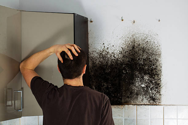 Best Kitchen Mold Remediation in Carbondale, KS
