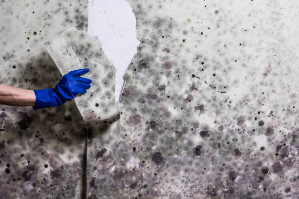 Best Basement Mold Remediation in Carbondale, KS